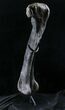 Excellent Allosaurus Femur From Colorado - With Stand #26475-5